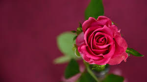 Buongiorno sfondi di fiori fiori colorati 4k ottieni il download gratuito di migliaia di sfondi floreali hd più popolari! 4k Carta Da Parati Fiore Rosso Rose Wallpaper Hd 1920x1080 Wallpapertip