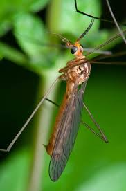 Image result for Rinorea ferruginea