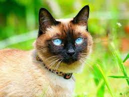tajskaya koshka foto vernyj kompanon s udivitelnym okrasom i golubymi glazami smotri bolshe http kot pes com tajskaya koshka foto ver cats animals breeds