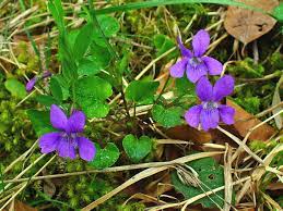 Blooming in late winter and early spring, it provides attractive foliage, fragrance, and color at a season when few other plants are at their peak. Viola Plant