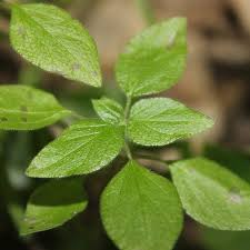 Image result for Parietaria debilis