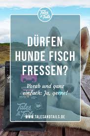 Fisch Fur Hunde Ja Hunde Durfen Fisch Fressen Unsere 5 Guten Grunde Hunde Ernahrung Hundeernahrung Hunde