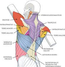 The muscular system consists of various types of muscle that each play a crucial role in the function of the body. Muscles Of The Neck And Torso Classic Human Anatomy In Motion The Artist S Guide To The Dynamics Of Figure Drawing