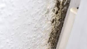 Artikel als pdf (7 seiten) Bose Uberraschung Woher Kommt Im Fruhling Der Schimmel Im Haus