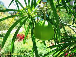 Image result for Cascabela thevetioides