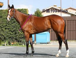 キ甲の成長」と「適性」の関係を実例から学ぶ 【馬体の見かた講座】 :: 一口馬主DB