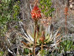 Image result for Aloe christianii
