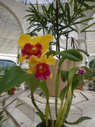 Orquideas Jardin Botanico Rio De Janeiro Jardin Botanico Botanica Orquideas