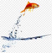 Ftestickers Goldfish Jump Fishstickers Fish Jumping Out Of Bowl Gif Png Image With Transparent Background Png Free Png Images Fish Jumps Koi Fish Drawing Watercolor Koi Fish