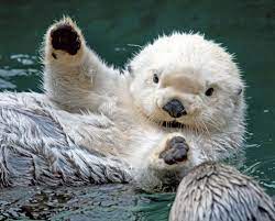 I Relate To This Albino Otter On A Spiritual Levelhttps I Redd It Orefbsqgrjm11 Jpg Cute Animals Cute Baby Animals Otters Cute