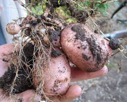 Image result for Solanum tuberosum