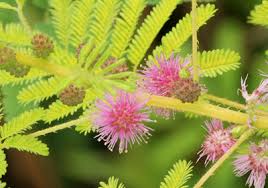 Image result for Mimosa diplotricha