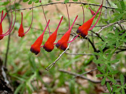 Image result for Tropaeolaceae