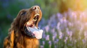 Why Is My Pet Foaming At The Mouth Pets Cute Funny Animals Dog Cat