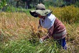 Selain sawah yang masih hijau, aliran sungai yang jernih masih dapat digunakan warna untuk mencuci badan dan pakaian mereka. Contoh Paragraf Deskripsi Dan Narasi Tentang Suasana Panen Dan Pencemaran Air Inirumahpintar Com