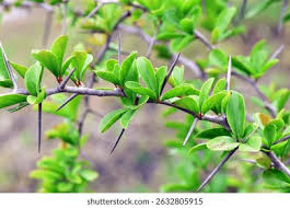 Image result for Dovyalis afra