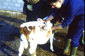 The least common type is gassy bloat, which occurs when the gullet is obstructed (often by foreign objects such as potatoes) or when the animal can't burp (such as with milk fever or tetanus). Ruminal Bloat From Vetlexicon Definitive Veterinary Intelligence