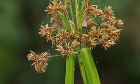 Image result for Rhynchospora corymbosa