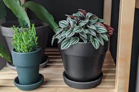 You need a pot big enough to support your plant. How To Pot Indoor Plants What Is Root Bound And How Can I Fix It