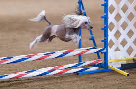 Check spelling or type a new query. Dog Agility Wikipedia