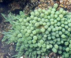 Sea Grapes