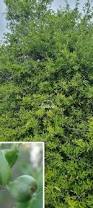Image result for Pyrostria phyllanthoidea