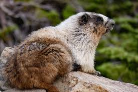 As is tradition, pennsylvania's own punxsutawney phil emerged from their burrow this morning, ready to forecast just how long 2021's winter will last. Marmot Mountain Guide Wild View