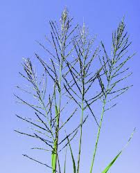 Image result for Leptochloa fusca