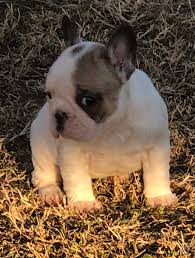 The purpose was to make a smaller, miniature, lap dog with. Jazzy Sold But We Have A New Litter Akc French Bulldog Female Pup For Sale Near Cushing Oklahoma Vip Puppies