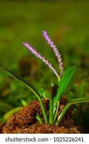 Image result for Aponogetonaceae