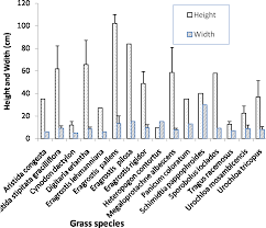 Image result for Megaloprotachne albescens