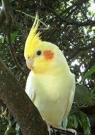 Cockatiel Yellow Bird With Red Cheeks Yellow Cockatiel Cute Birds Pet Birds Pretty Birds