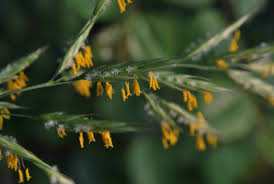 Image result for Bromus  erectus