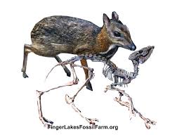 For Posterity The World Is Crazy Prehistoric Animals Extinct Animals Paleo Art