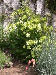 Hummingbirds hover and dip their beaks into the long flaring trumpet flowers. Nicotiana Lime Green 3 4 Full To Part Sun Gothic Garden Planting Flowers Plants