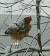 Cold Chickens