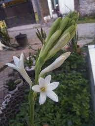 Bunga Sedap Malam Bunga