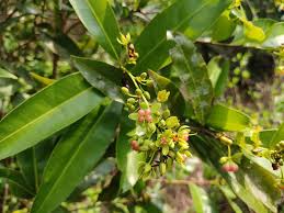 Image result for Ochna natalitia
