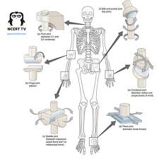 A place in the body where two or more bones meet. Ncert Tv Human Body Major Joints Joints Are Points Of Contact Between Bones Or Between Bones And Cartilages A Pivot Joint B Hinge Joint C Saddle Joint D Plane