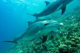 Some can remain submerged while holding their breath for 15 minutes. How Long Can Dolphins Hold Their Breath Wildlife Informer