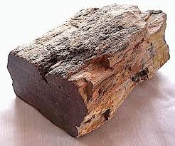 Wood so old it has taken on the properties of stone. Spiritual And Healing Properties Of Petrified Wood