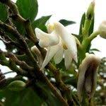 Image result for Polystachya albescens