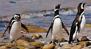 But who can forget the singing and dancing emperor penguins' rendition of the song boogie wonderland in the academy award winning happy feet? Penguin Features Habitat Facts Britannica