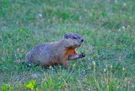 Do you have a woodchuck, often called a groundhog, in your backyard? How To Get Rid Of Groundhogs Woodchuck Pest Control The Old Farmer S Almanac