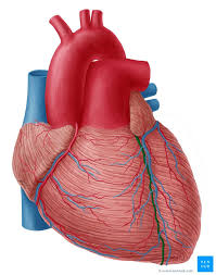 The total number of elements of the given matrix will not exceed 10,000. Left Anterior Descending Artery Anatomy Branches Supply Kenhub