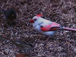 Maybe you would like to learn more about one of these? White Cardinal Attracts Bird Watcher S Eye In Sand Springs