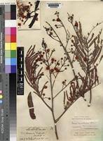 Image result for Acacia amythethophylla