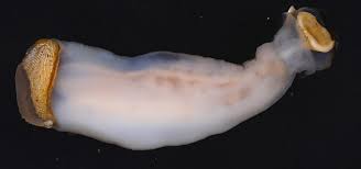 A couple days in, i see these little clear worms, about 1/4 inch long, in the soil. This Creature Eats Stone Sand Comes Out The Other End The New York Times