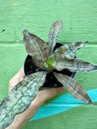 Image result for Sansevieria kirkii