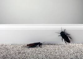 Mungkin yang membuat kesan tidak begitu besar karena bagian lantai bawahnya di penuhi banyak di lantai atas inilah kamar keluarga haris berada. Di Manakah Lipas Dalam Apartmen Punca Utama Kaedah Perjuangan Dan Cadangan